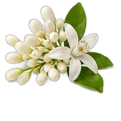 Neroli