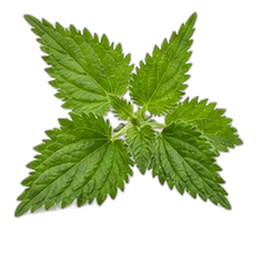 Nettle