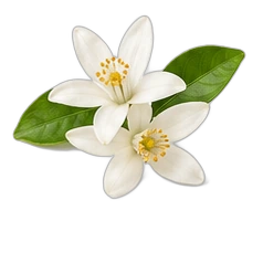 Orange blossom