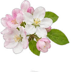 Almond blossom