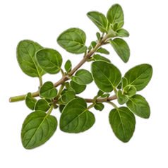 Oregano