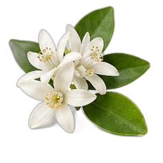 Lemon blossom