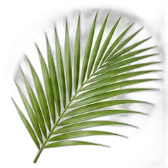 Palm leaf