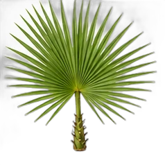 Palm tree