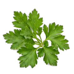 Parsley