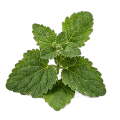 Patchouli
