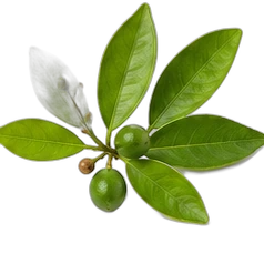 Petitgrain