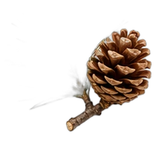 Pine needle