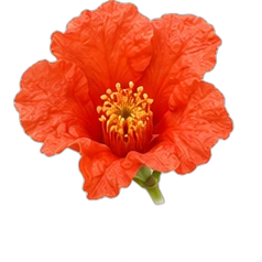 Pomegranate blossom