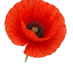 Poppy
