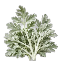 Roman wormwood