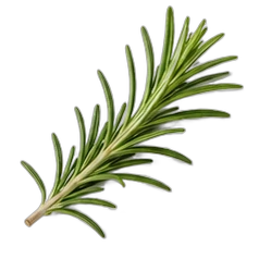Rosemary