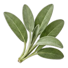 Clary sage