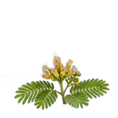 Silk tree blossom