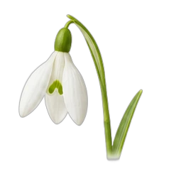 Snowdrop