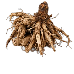 Spikenard