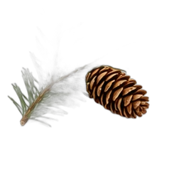 Spruce