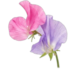 Sweet pea
