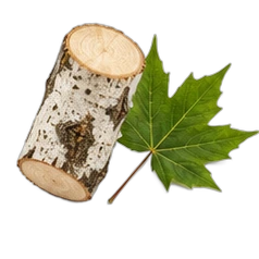 Sycamore