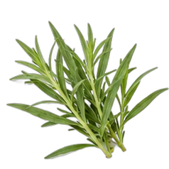 Tarragon