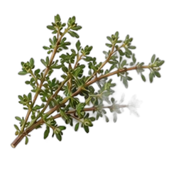 Thyme