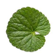 Violet leaf