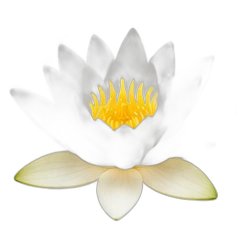 Water lily