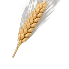 Wheat