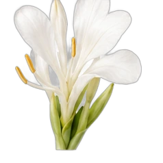 White gingerlily