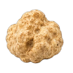 White truffle