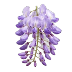 Wisteria
